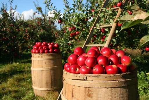 Apple trees and harvest